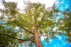 Best Arborist Consultation Services  in Galt, CA